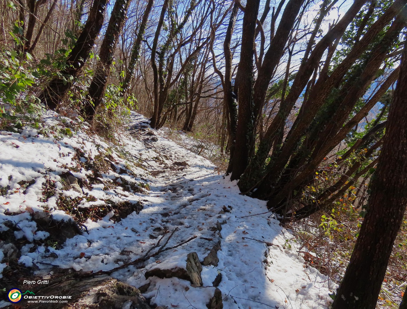 14 Bei carpini neri ben cresciuti.JPG